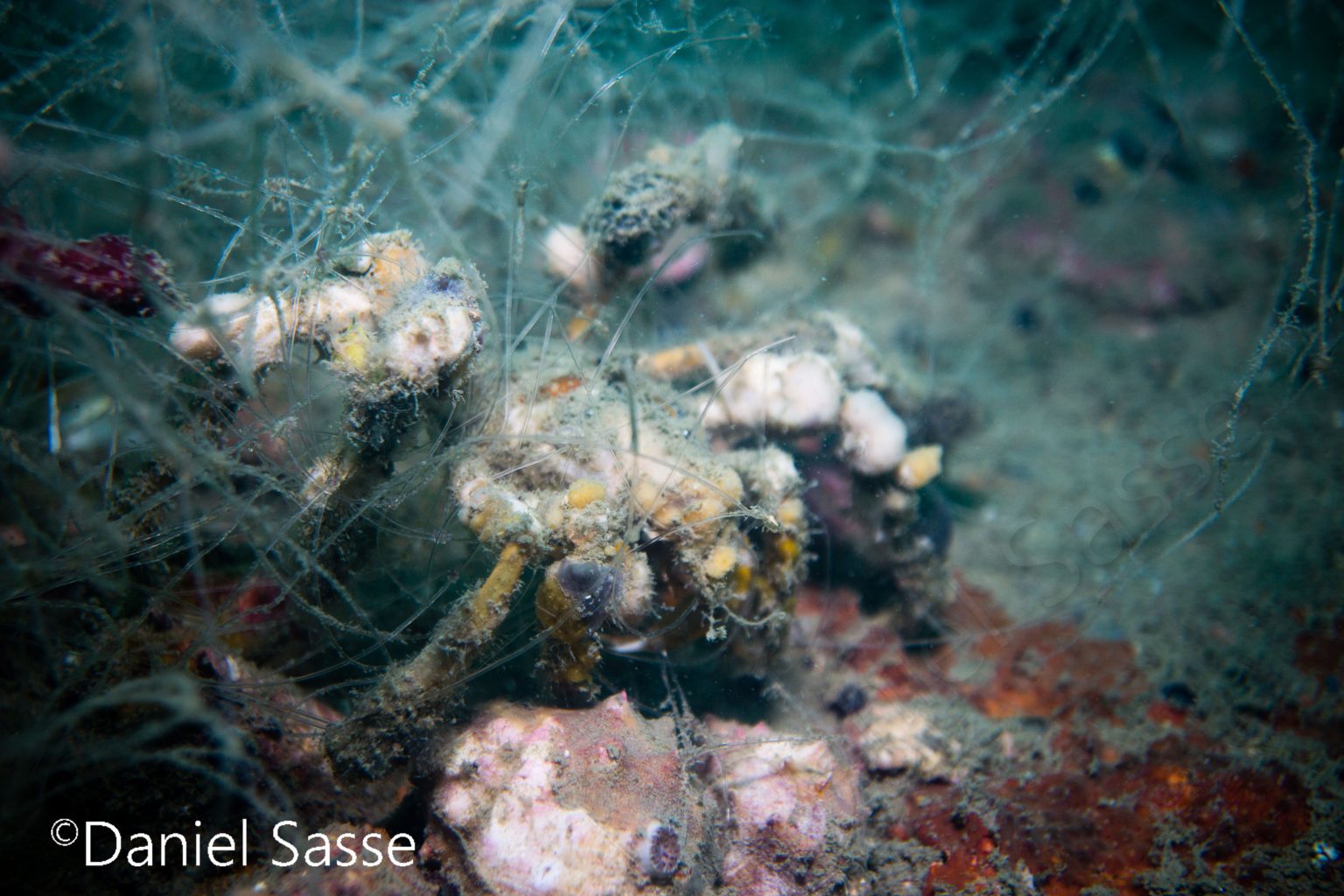 Marine Conservation Projects | The Ocean Project