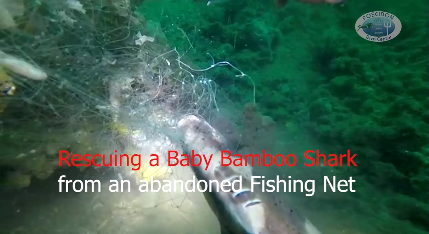 Baby Bamboo shark rescue