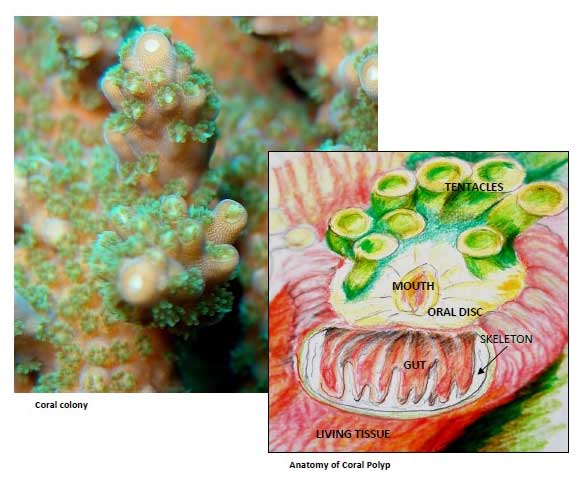 Coral-anatomy