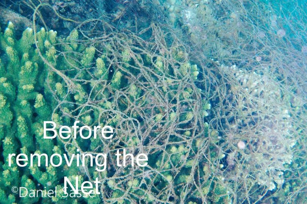 Before removing the net Coral