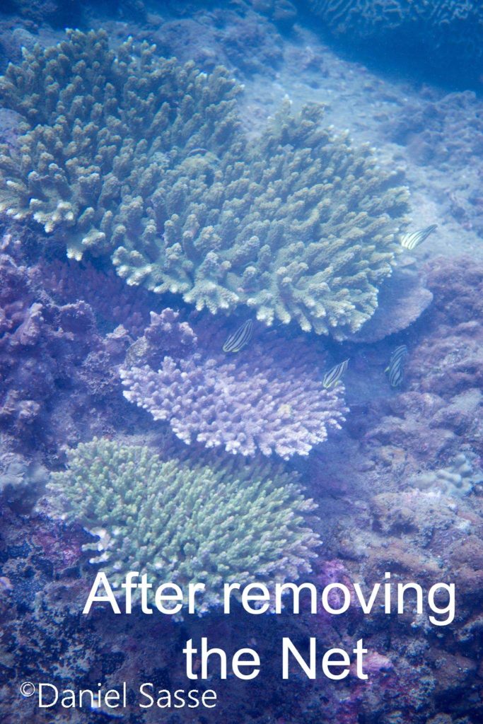 After removing the net Coral NFT Photography impact