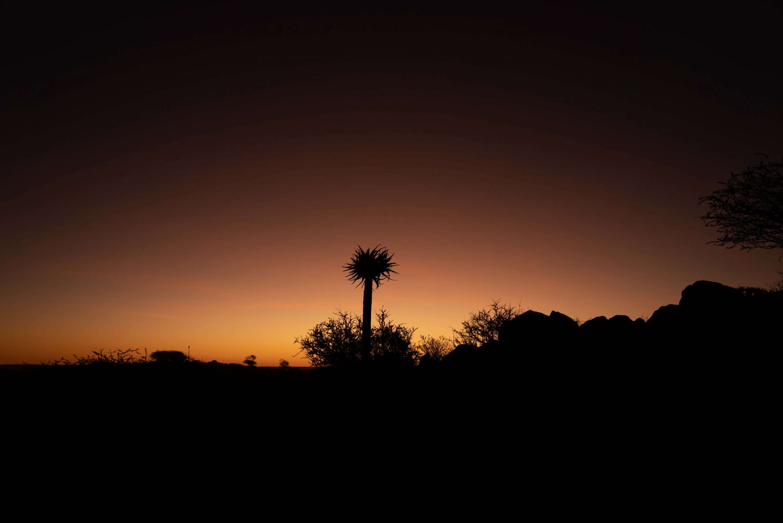 Aloe Sunset