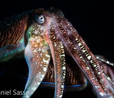 Pharao Cuttlefish 2