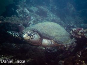 Stompy Hawksbill Sea Turtle World Sea Turtle Day 2021