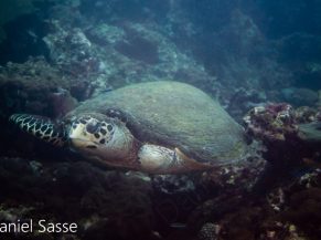 Stompy Hawksbill Sea Turtle World Sea Turtle Day 2021