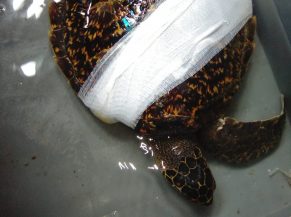 Turtle lost arm in abandoned fishing net Welttag der Meeresschildkröten 2021