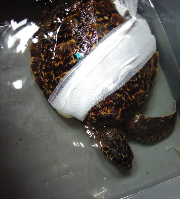 Turtle lost arm in abandoned fishing net Welttag der Meeresschildkröten 2021